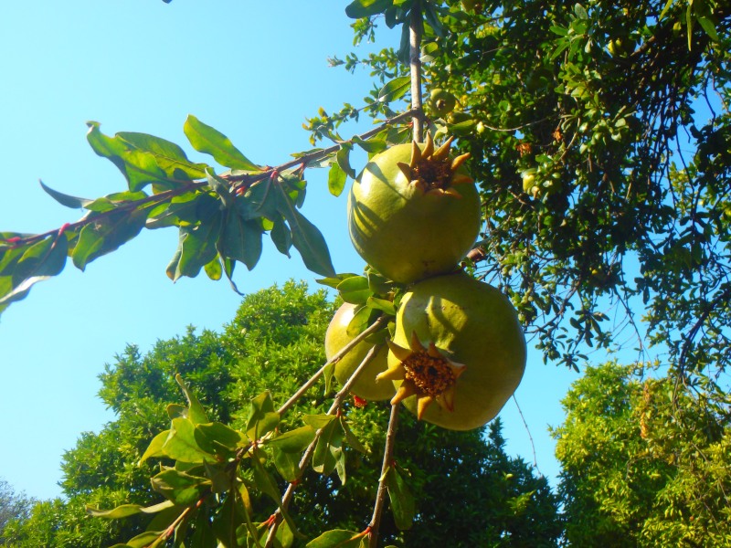 Anastasia Madeira Legs