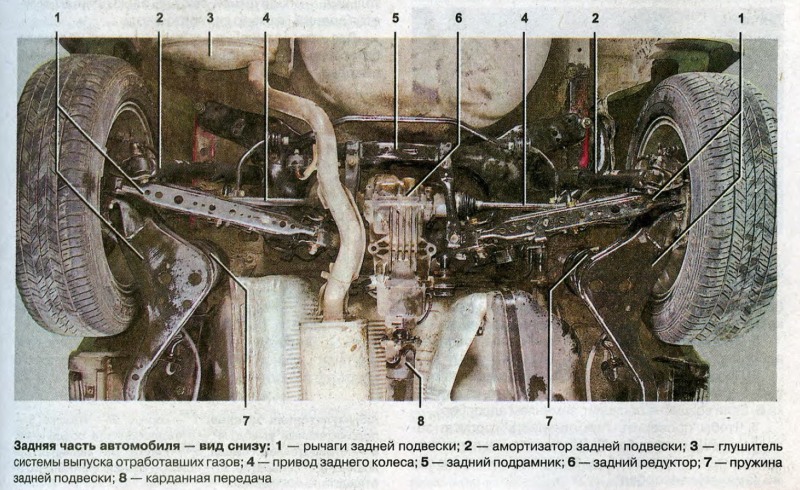 Hairy women from below