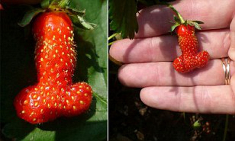 Nevskaya strawberry 2002 number 22