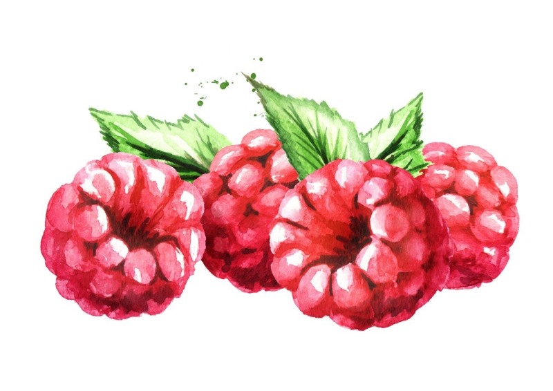 Raspberry watercolor
