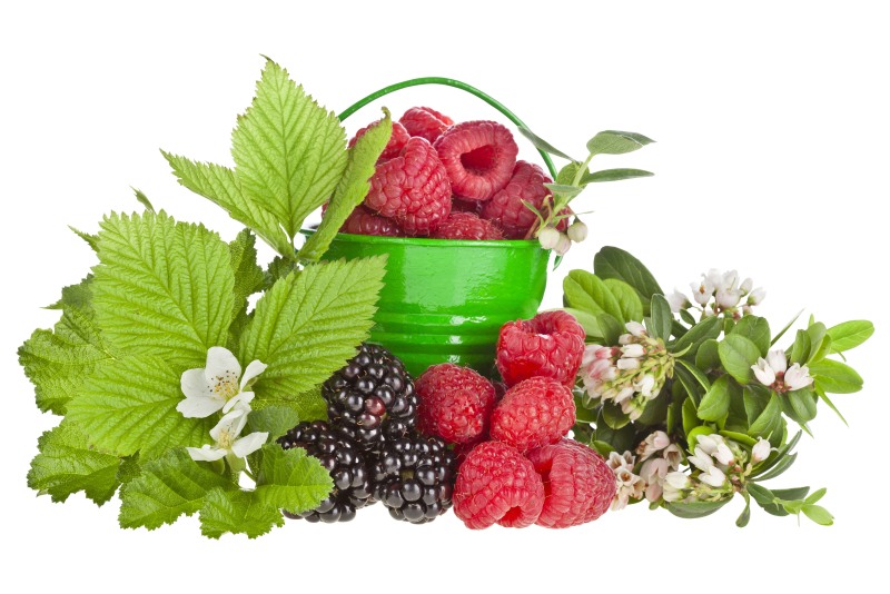 Forest berries on white