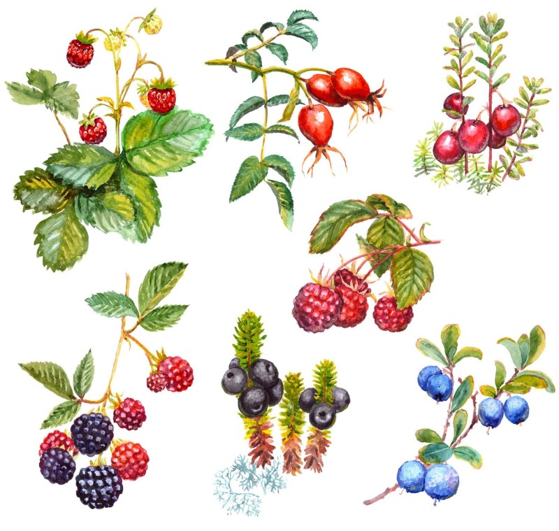 Forest berries for printing
