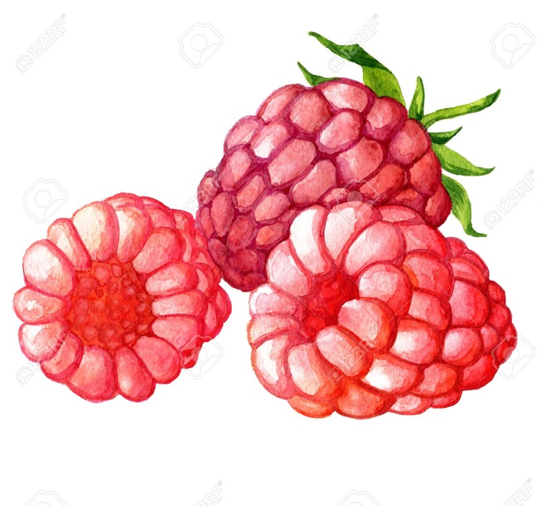 Berries with watercolor raspberries