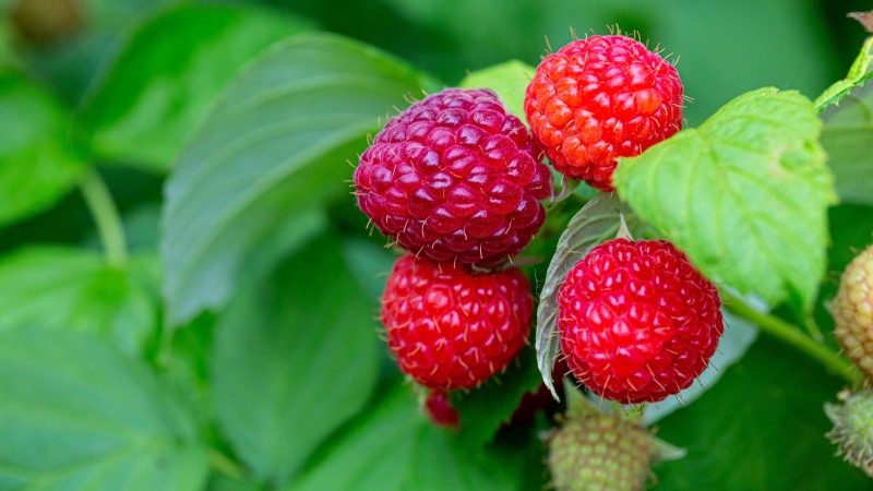 Juicy raspberries
