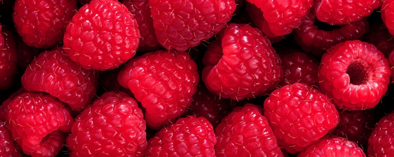 Berries Raspberry Panorama