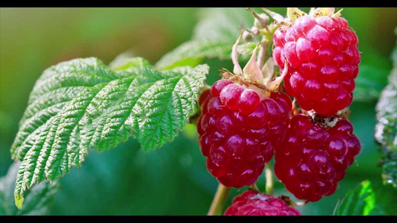 Raspberry light