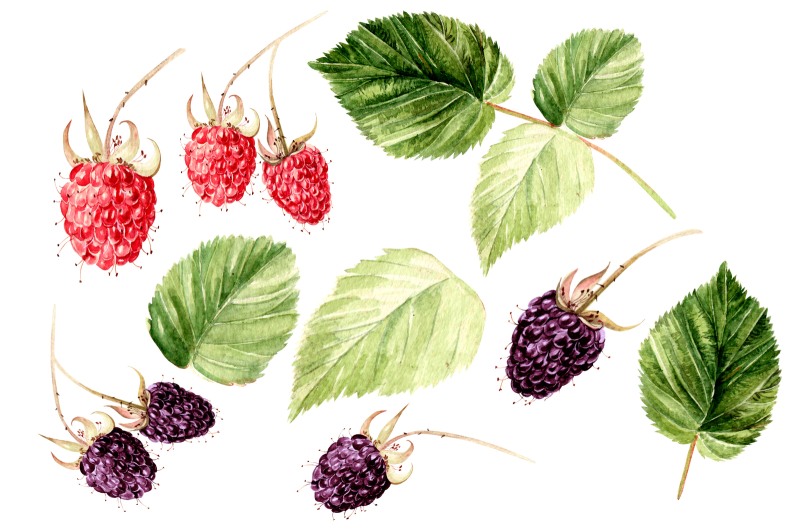Raspberry leaves