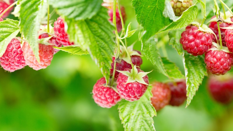 Raspberry is abundant