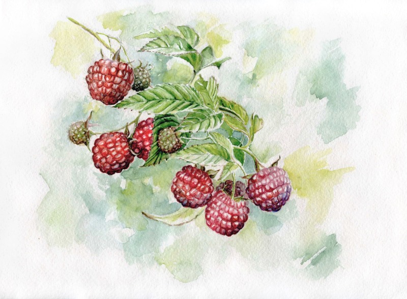 Watercolor botanical painting lingonberries