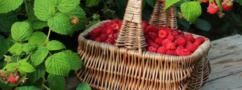 Malina wallpaper in the basket