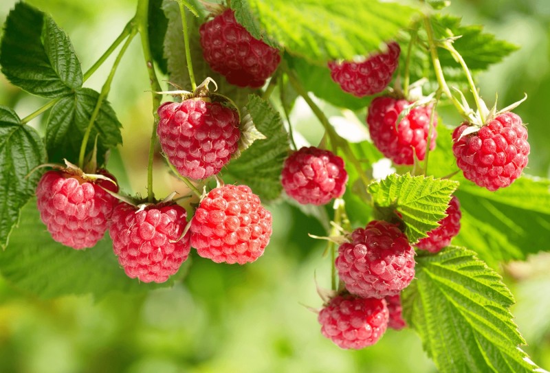 And ahead of the raspberry summer
