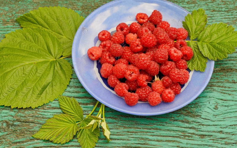 Raspberry in a plate