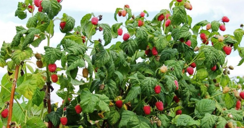 Raspberry shrub