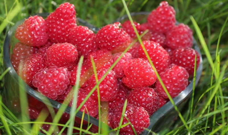 Raspberry beautiful photos