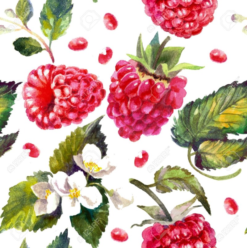 Raspberry watercolor