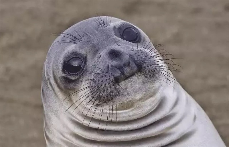 Sad seal