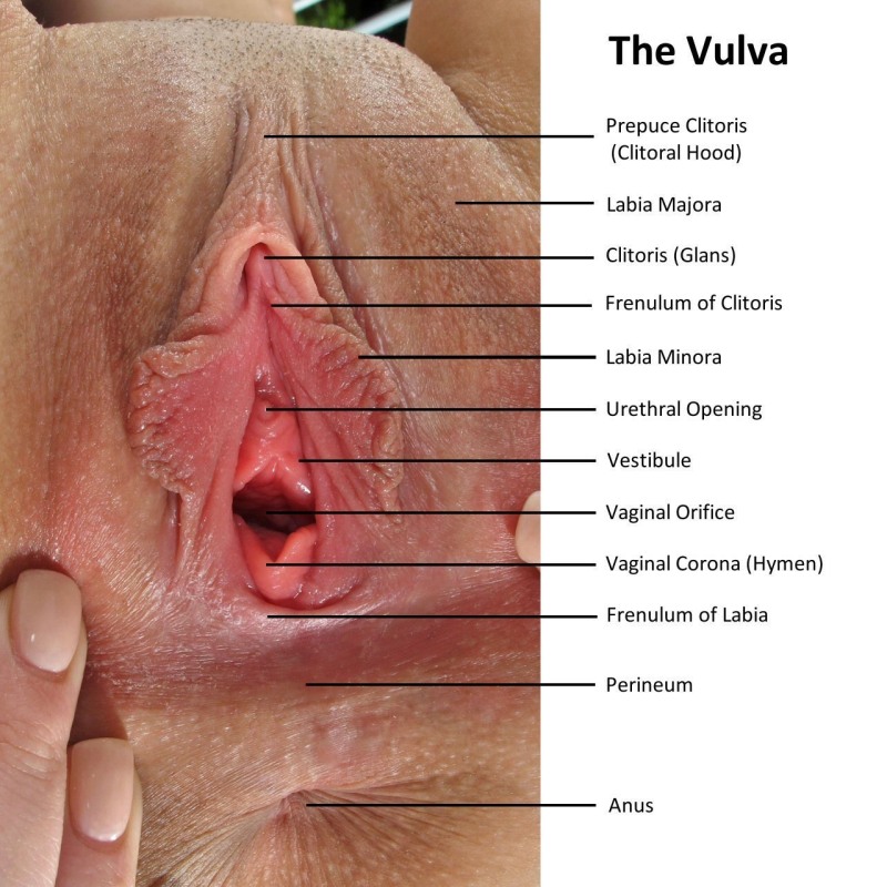 The camera inside the vagina