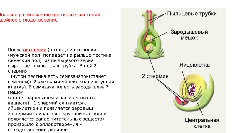 Catherine did not tremble the participant