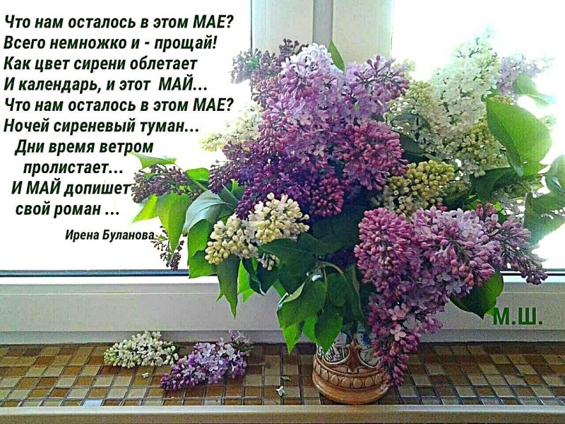 Wishes with good May morning